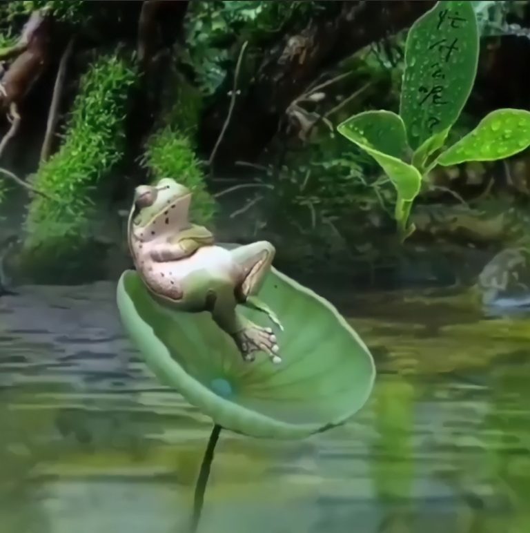 Sad Frog Template - Video Meme