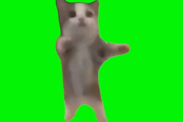 happy dancing cat gif