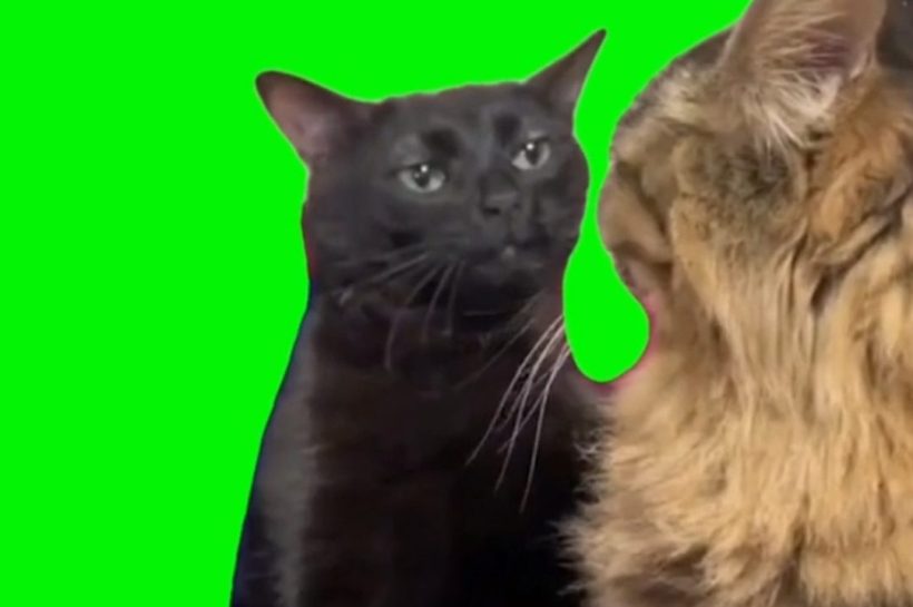 cat-zoning-out-green-screen-video-meme-archives-video-meme